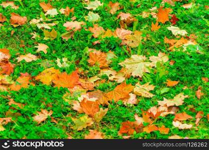 Maple leaves yellow and brown on a green grass park in autumn