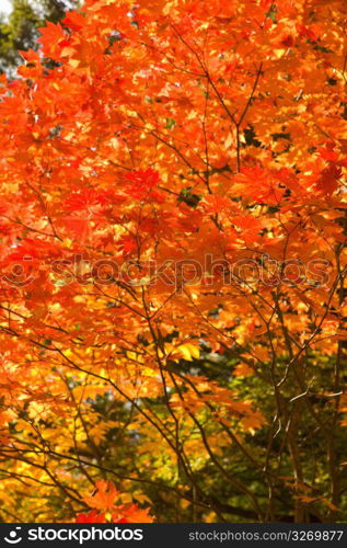 Maple tree