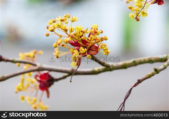 Maple tree blossoms on a early spring time