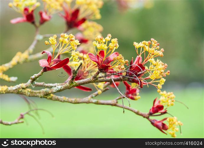 Maple tree blossoms on a early spring time