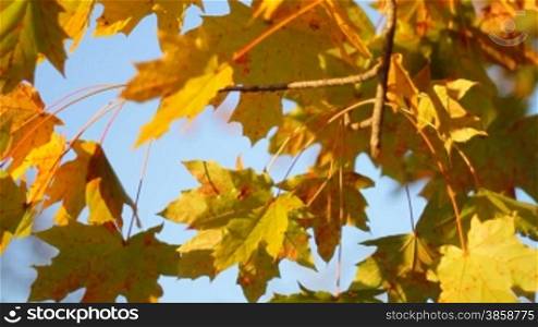 Maple tree branch, autumn