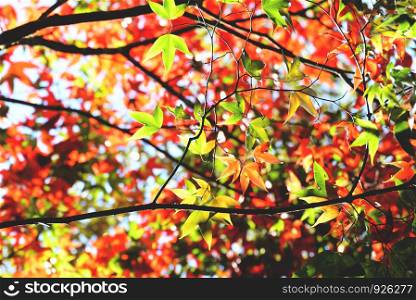 Maple tree colorful season autumn in the forest with green and red maple leaves color change scenery view nature
