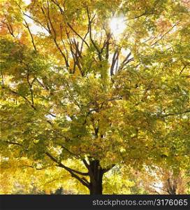 Maple tree in autum with colorful leaves.