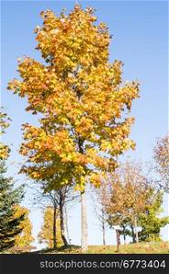 Maple tree in autumn with yellow leaves