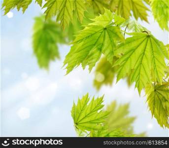 Maple Tree Leaves In Spring Time