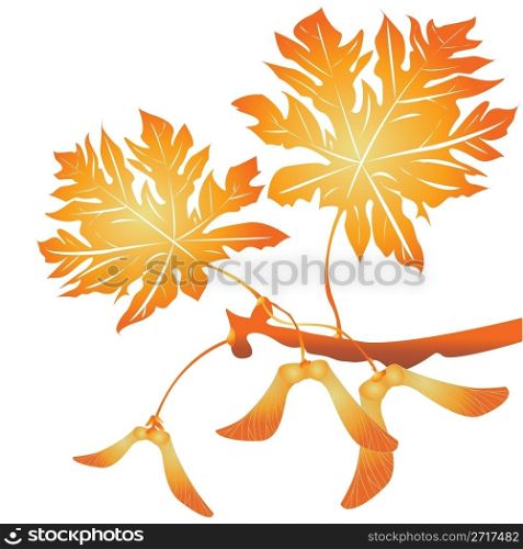 Maple tree seeds and leafs over white background