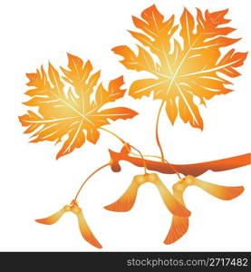 Maple tree seeds and leafs over white background