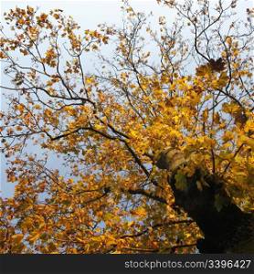 Maple tree with yellow autumn leaves and blue sky