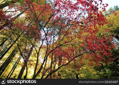 Maple trees, low angle view