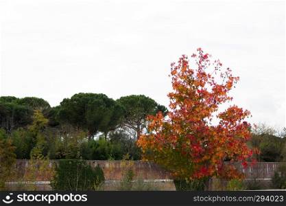 Maple trees with autumn colors on the Benevento long river