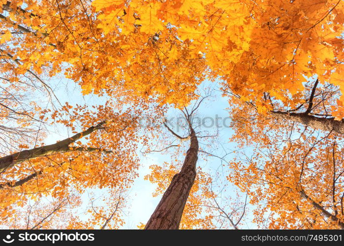 Maple trees with bright orange leaves in autumn park. Bottom view