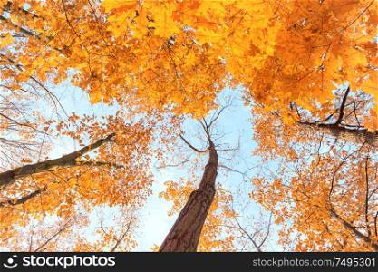 Maple trees with bright orange leaves in autumn park. Bottom view