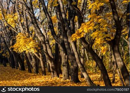 maple trees with yellow leaves in autumn park. backgrounds