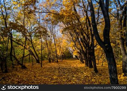 maple trees with yellow leaves in autumn park. backgrounds