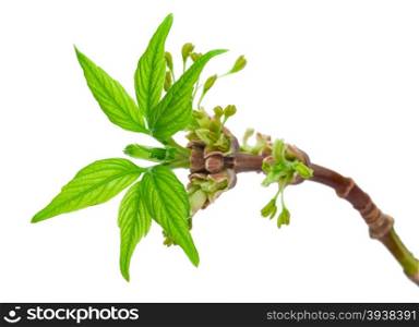 Maple twig with buds