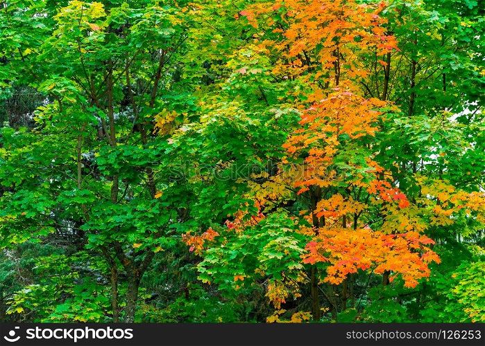 Maple with colorful leaves, changed color, autumn landscape in the park