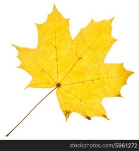 Maple yellow leaf isolated on white