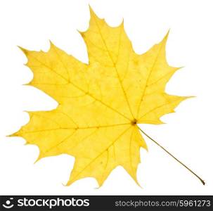 Maple yellow leaf isolated on white