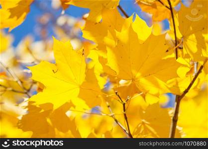 Maple yellow leaves against the sky in autumn