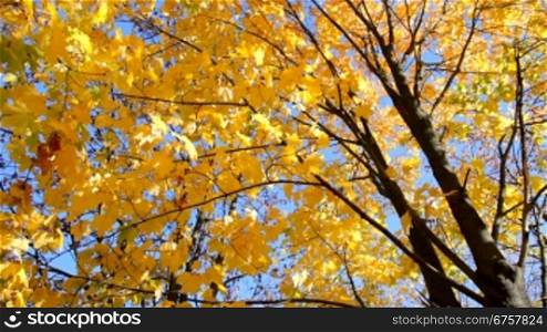Maple yellow leaves in autumn against the blue sky