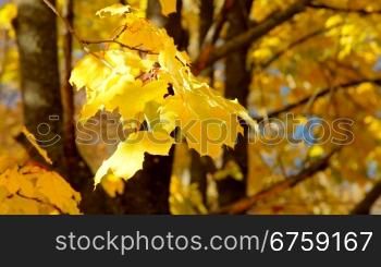 maple yellow leaves in autumn forest