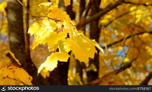 maple yellow leaves in autumn forest
