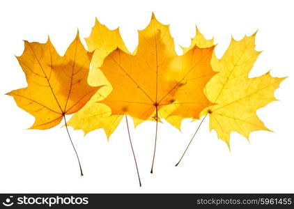 Maple yellow leaves isolated on white