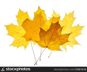 Maple yellow leaves isolated on white