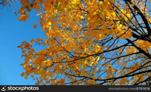 Maple yellow tree in autumn against the blue sky