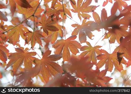 maples leafs