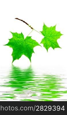 mapple leaves isolated with reflection
