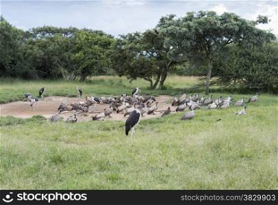 marabou and vulture birds in the wild south africa