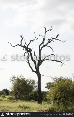 marabou bird in tree south africa safari park
