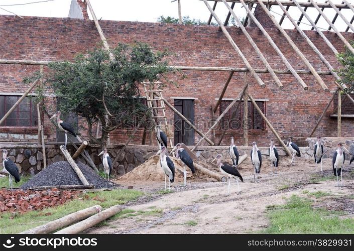 marabou birds protect new house under construction