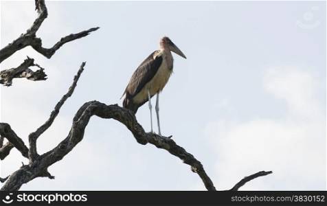 marabou in tree south africa nature