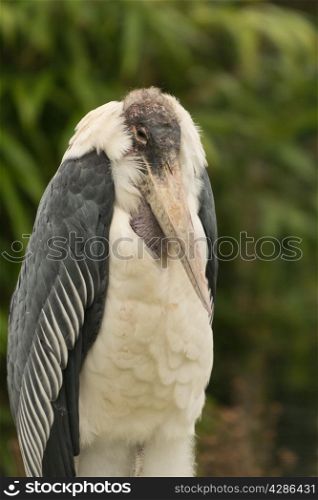Marabou stork, Leptoptilos crumeniferus. Close up.