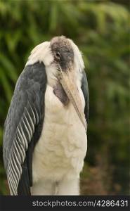 Marabou stork, Leptoptilos crumeniferus. Close up.