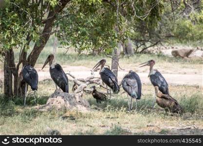 Marabou storks, White-backed vultures and Hooded vultures standing under a tree in the Kruger National Park, South Africa.