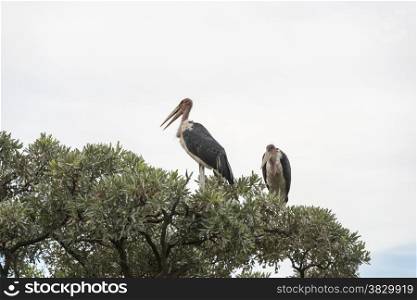 maraboubirds in tree south africa
