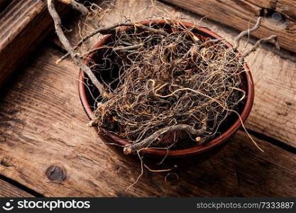 Maral root, medicinal plant of Siberian medicine.Dry roots.Herbal medicine. Maral root in herbal medicine