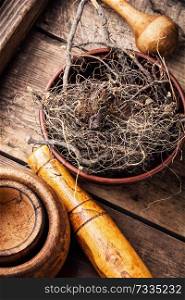 Maral root, medicinal plant of Siberian medicine.Dry roots. Maral root in herbal medicine