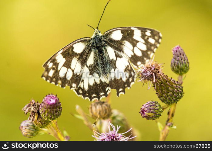 marbled white butterfly