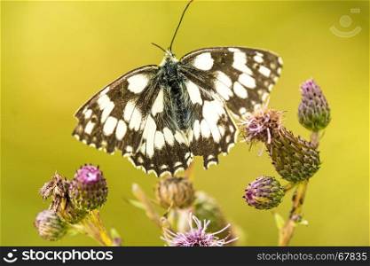 marbled white butterfly