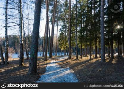 March forest with a snow path in the bright rays of the evening sun.
