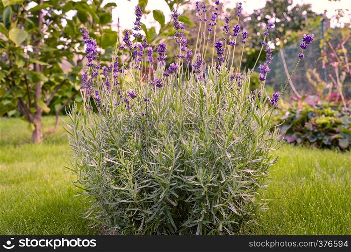 Marco lavender flowers in bloom on the garden meadow