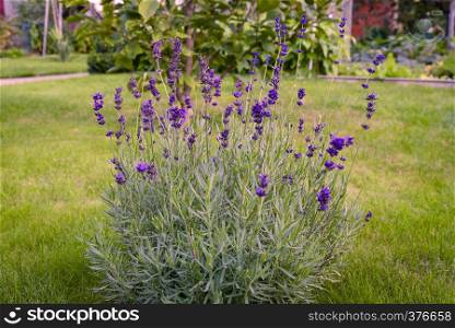 Marco lavender flowers in bloom on the garden meadow
