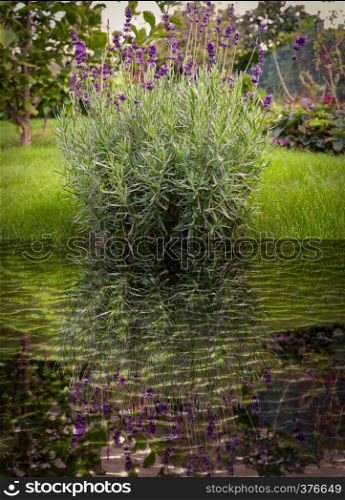 Marco lavender flowers in bloom on the garden meadow, mirror effect