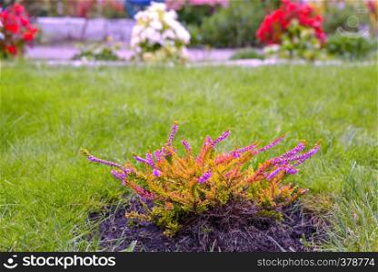 Marco lavender flowers in bloom on the garden neadow