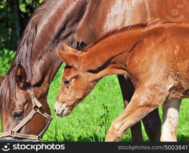 Mare and foal