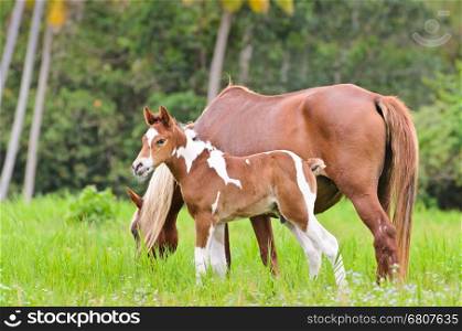 Mare and foal with white brown graze in a meadow of Thailand&#xA;